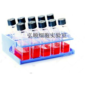 HHFK Cell<人毛囊角質(zhì)細(xì)胞系>