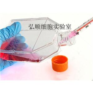 OLN-93 Cell<大鼠膠質(zhì)細(xì)胞系>