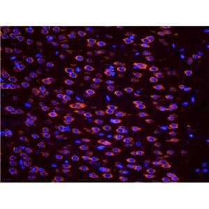 Apelin antibody