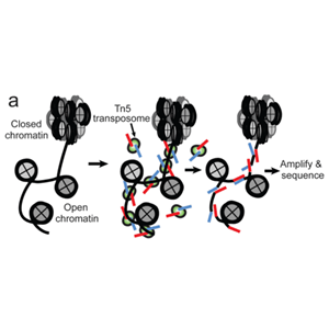 ATAC-seq