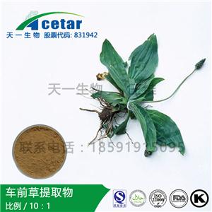 車前草取物，Asia Plantain Extract