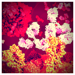 C-C motif chemokine 22 antibody