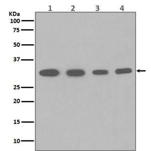 PCNA Antibody