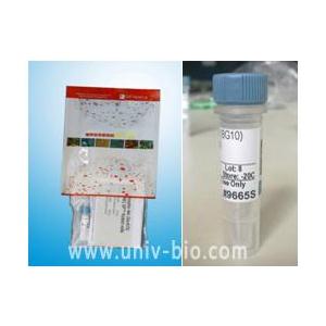 His-Tag Antibody