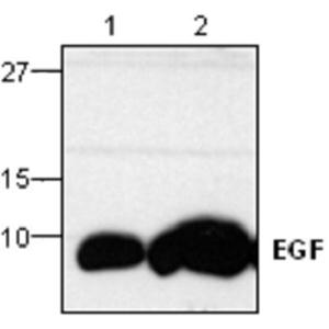 EGF antibody