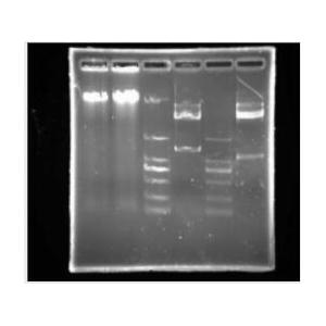 三合一RNA上樣液（含EB，RNA Loading Buffe）