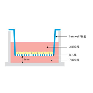 Caco-2細(xì)胞單層膜轉(zhuǎn)運(yùn)與滲透性測(cè)試