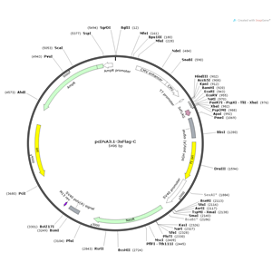 pcDNA3.1-3xFlag-C