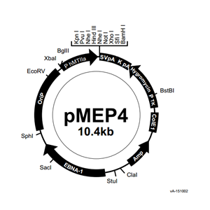 pMEP4 載體