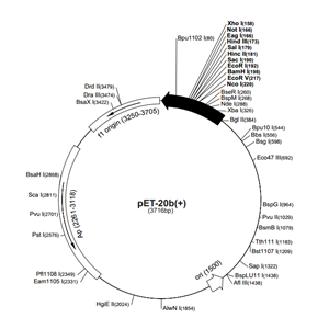 pET-20b(+) 載體