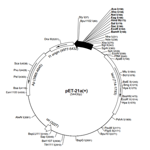 pET-21a(+) 載體