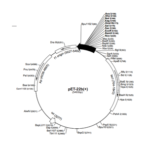 pET-22b(+) 載體
