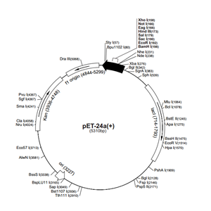 pET-24a(+) 載體