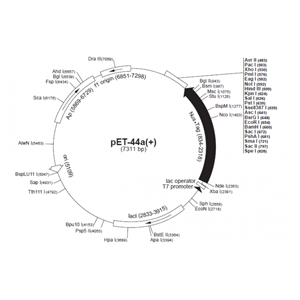 pET-44a(+) 載體