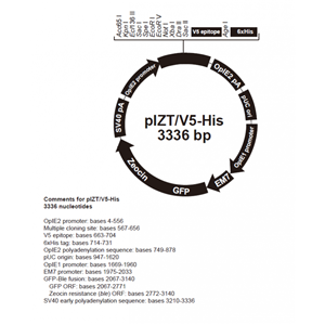 pIZT/V5-His 載體