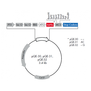 pQE-30 載體