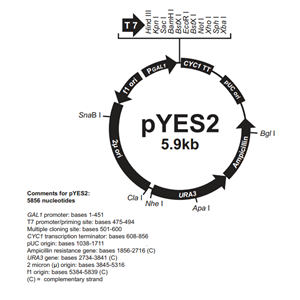 pYES2 載體