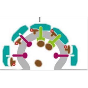 DNA synthesis抑制劑