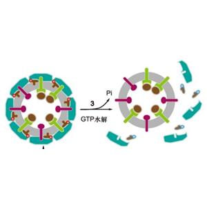 WNT抑制劑(Pyrvinium pamoate)