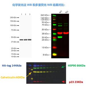 Dylight 800山羊抗小鼠IgG熒光二抗
