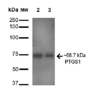 Anti-Cyclooxygenase 1抗體