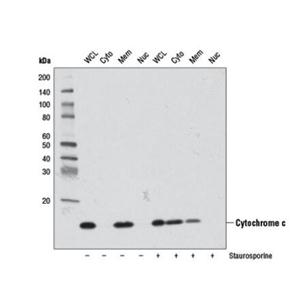 抗- Cytochrome c抗體