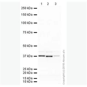 MONOCLONAL ANTI-GAPDH 小鼠抗