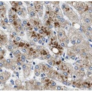 Histone H3.3 antibody