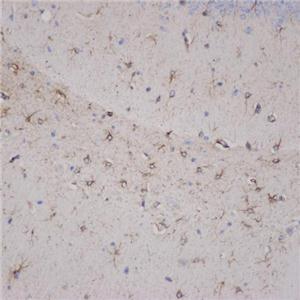 Anti-GFAP Polyclonal Antibody