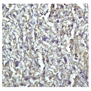 Anti-rat IgG, HRP-linked Antibody