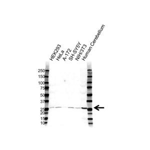 Anti-BDNF Polyclonal Antibody