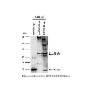 ANTI-BDNF POLYCLONAL ANTIBODY