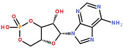 環(huán)磷酸腺苷分子結構式