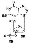 環(huán)磷酸鳥苷分子結構式