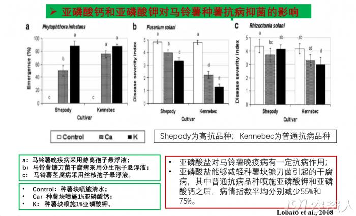 亞磷酸鉀馬鈴薯2.png