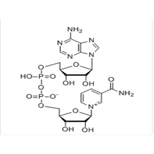 β-煙酰胺腺嘌呤二核苷酸（NAD）