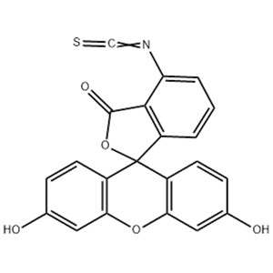 6-異硫氰酸熒光素