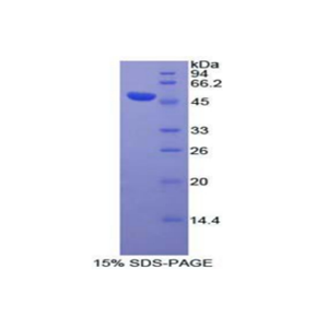 蓬亂蛋白Dsh同源物3(DVL3)重組蛋白