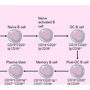 CYP2C19（CYP450重組酶）