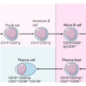 CYP2C9（CYP450重組酶）