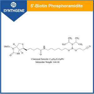 5'-Biotin 亞磷酰胺單體