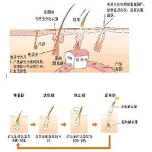 生物素三肽-1