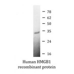 Arigo 激活用 HMGB1 活性蛋白，ARG70220