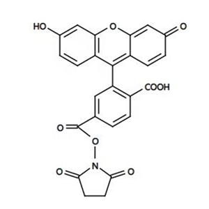 92557-81-8，6-羧基熒光素琥珀酰亞胺酯 6-FAM,SE