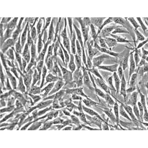 人肺動脈成纖維細(xì)胞