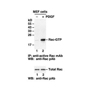 Rac-GTP 小鼠單抗，能識別活性GTP酶的抗體