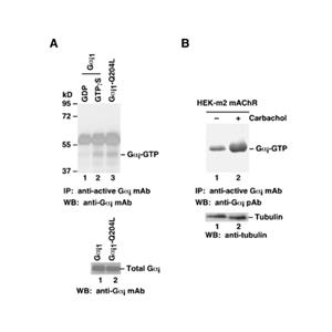 Gαi-GTP 小鼠單抗