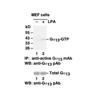 Gα<sub>13</sub> Activation Assay Kit