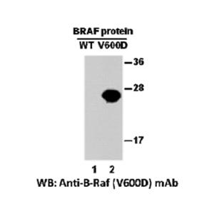 BRAF(V600D) 小鼠單抗