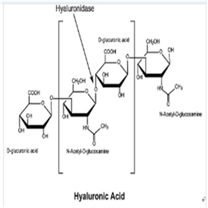 透明質(zhì)酸酶牛源